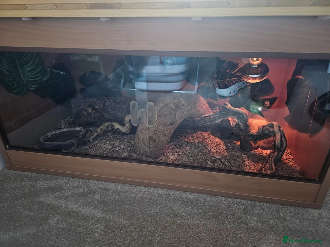 Corn Snake reptiles for sale: Corn snake & complete viv in Solihull - Advert 3
