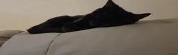 Mixed Breed cats for sale: Panther  - Advert 14