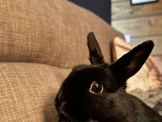 Netherland Dwarf rabbits Female netherland Dwaf - Advert 1