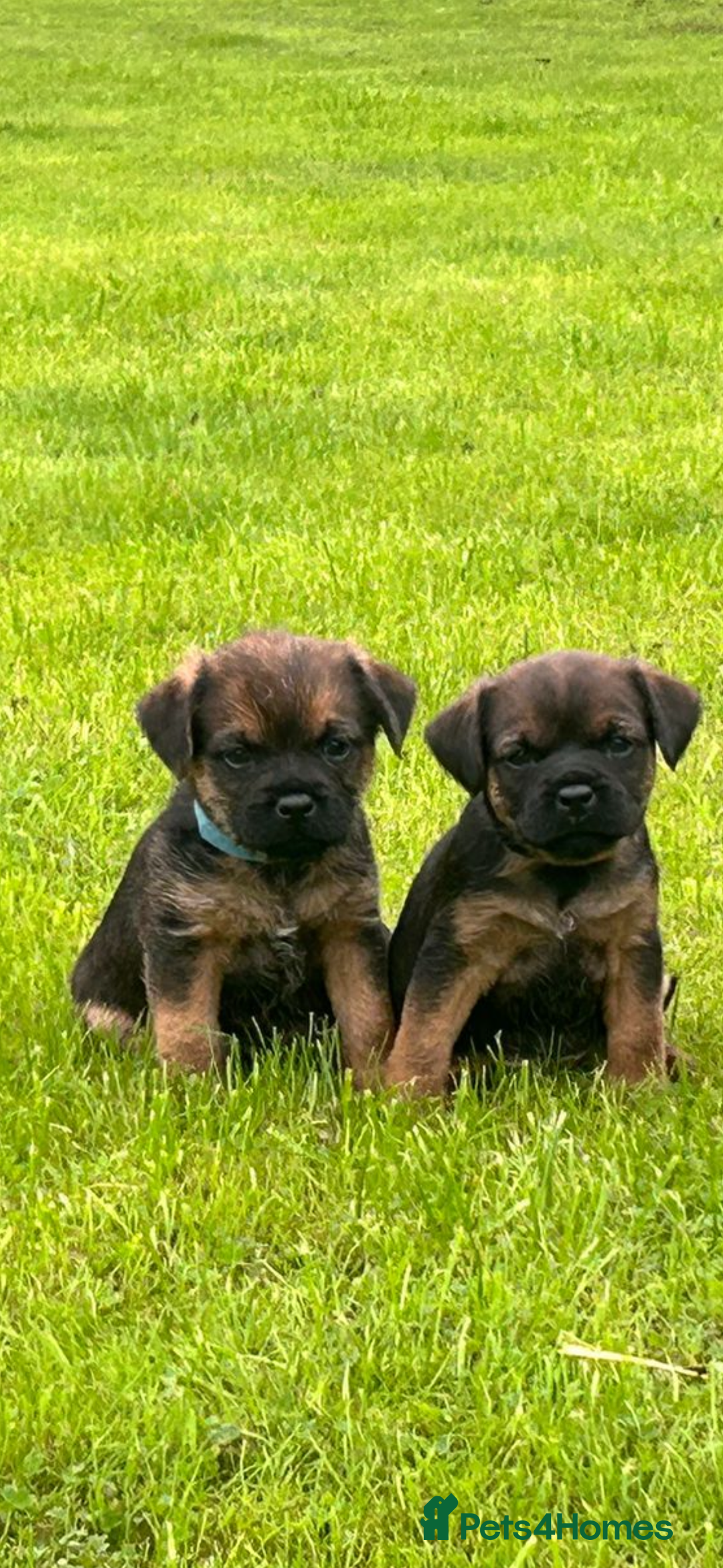 Border Terrier dogs for sale: Border terrier  - Image 9
