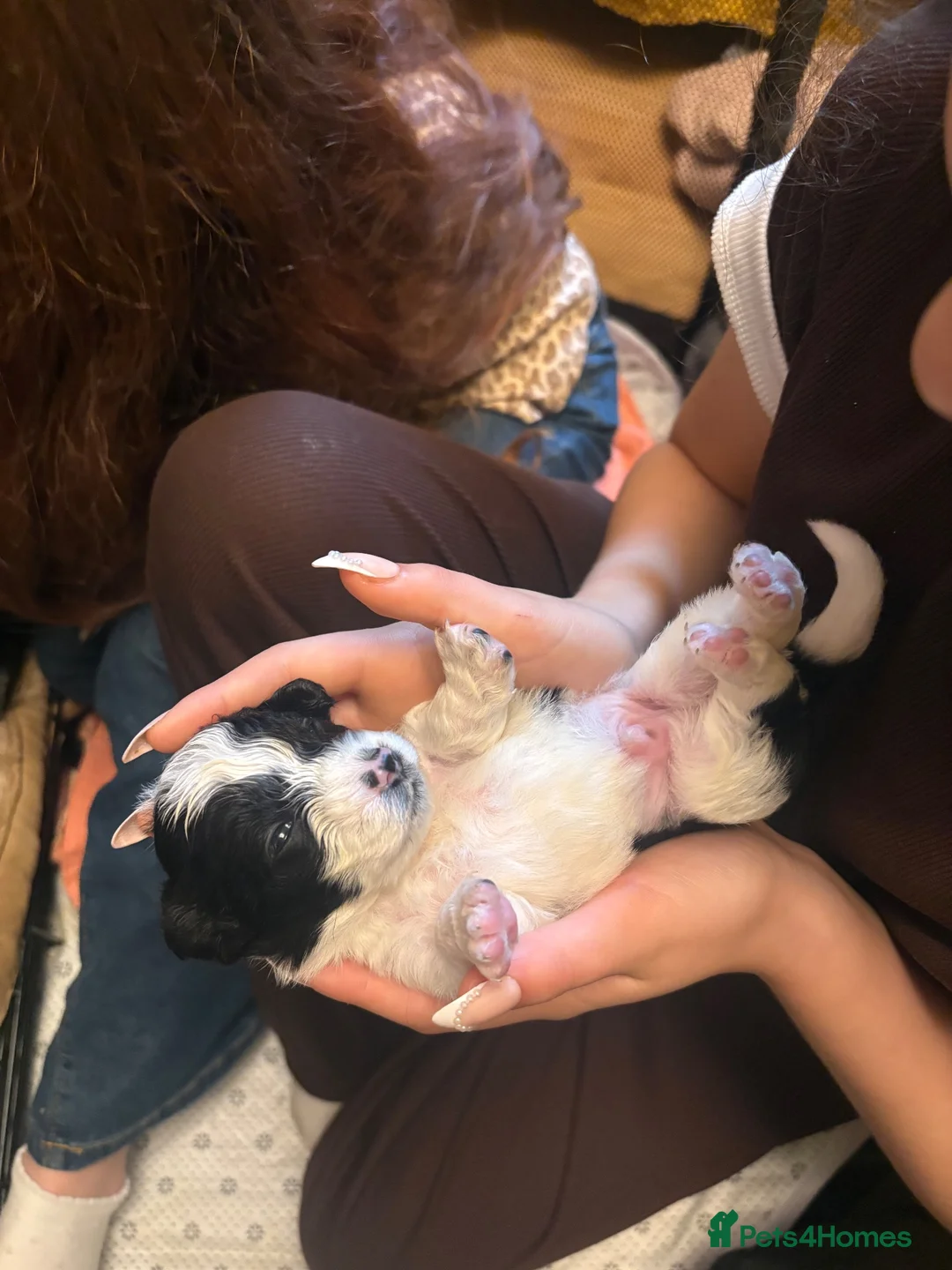 Cavapoo dogs for sale: Cavapoo puppies for sale  - Advert 2