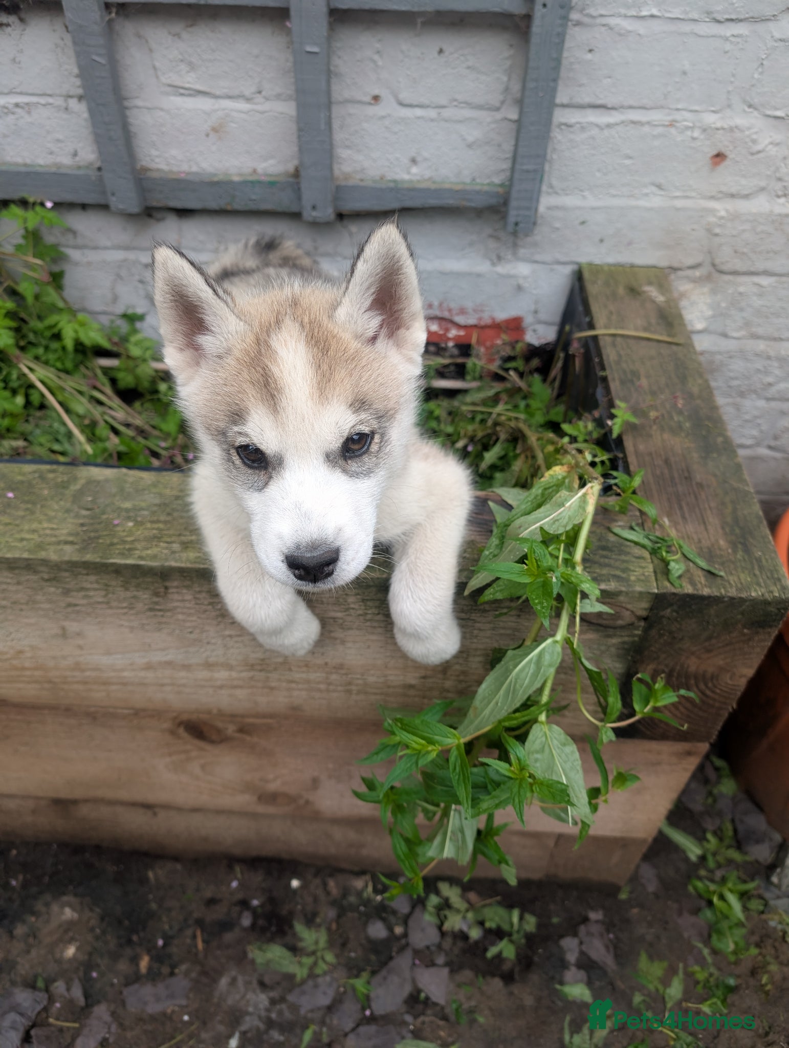 Siberian Husky dogs for sale: Siberian Husky puppies - Advert 15