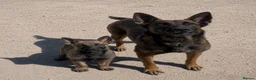 Belgian Shepherd Dog dogs for sale: Chunky WORKING LINE BELGIAN MALINOIS PUPPYS - Advert 26