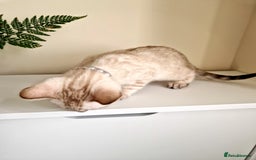 Bengal cats for sale: Stunning Glittered Pedigree Benga kittens  - Image 8