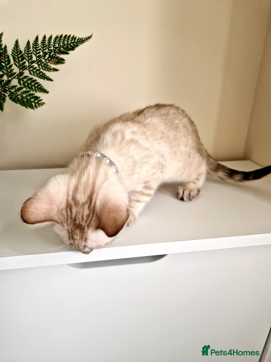 Bengal cats for sale: Stunning Glittered Pedigree Benga kittens  - Image 8