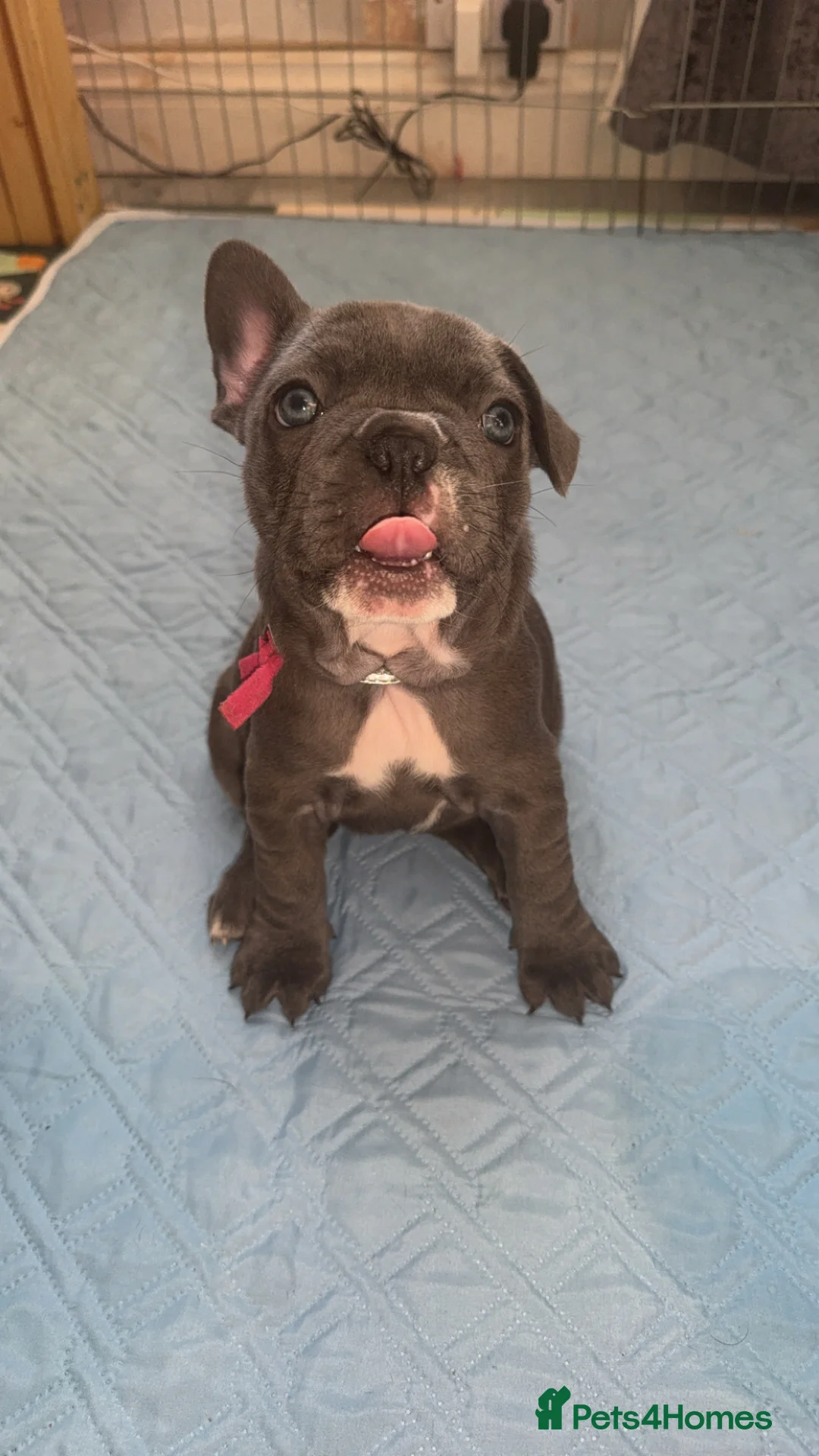 French Bulldog dogs for sale: 2 female French Bulldog –14 weeks old💙 🐾 - Advert 21