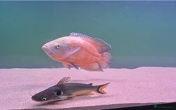 Other/Mixed Breed fish for sale: Catfish,oscars and bichir large sizes - Advert 6
