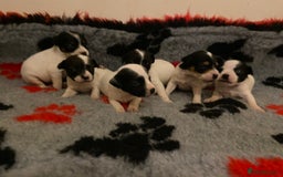 Jack Russell dogs for sale: Jack Russell puppies *SHORT LEGGED* - Advert 13