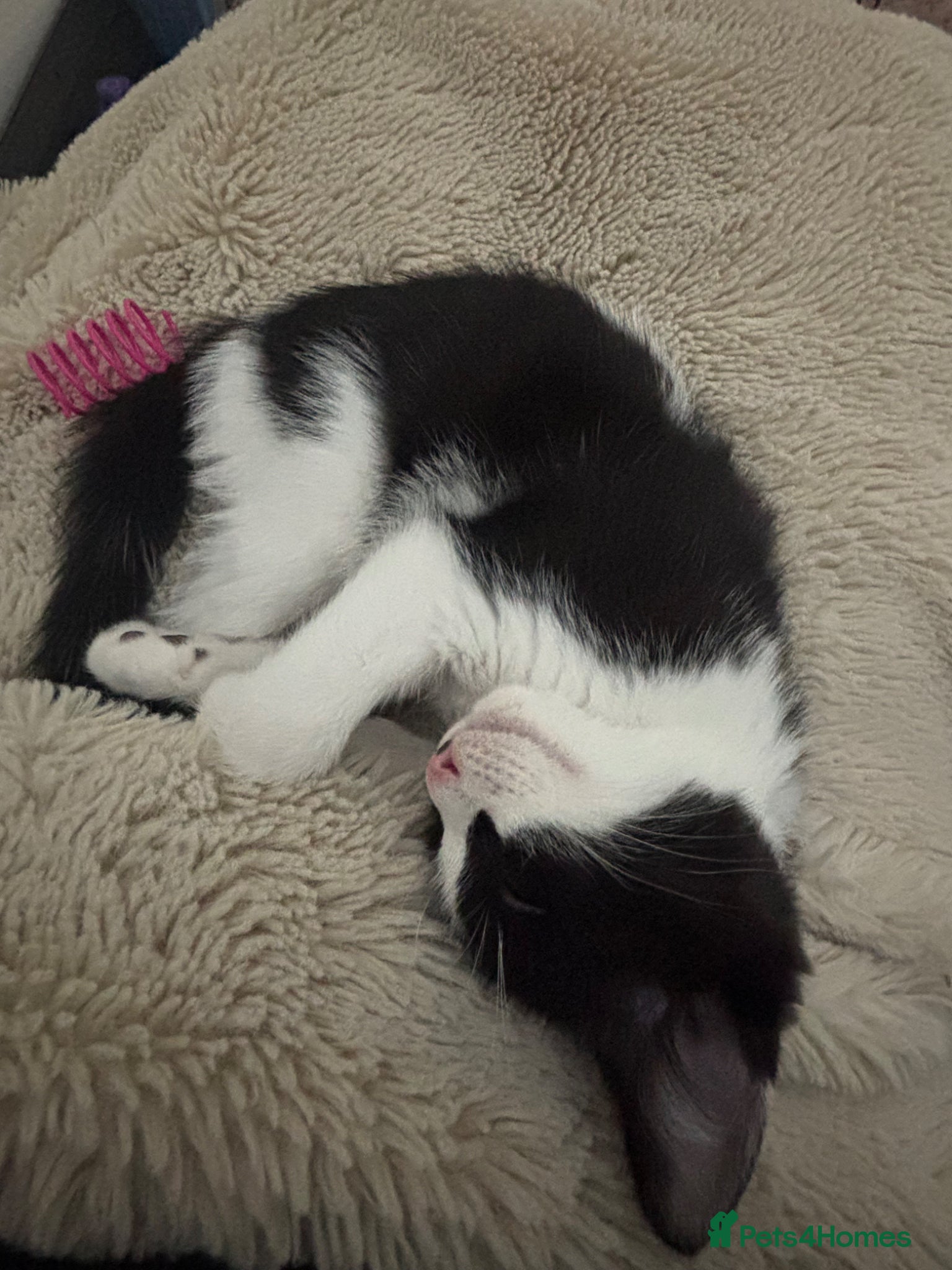 British Shorthair cats 11-Week-Old Kitten Looking for a Loving Home 🐾 - Advert 1