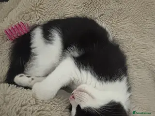 British Shorthair cats 11-Week-Old Kitten Looking for a Loving Home 🐾 - Advert 1