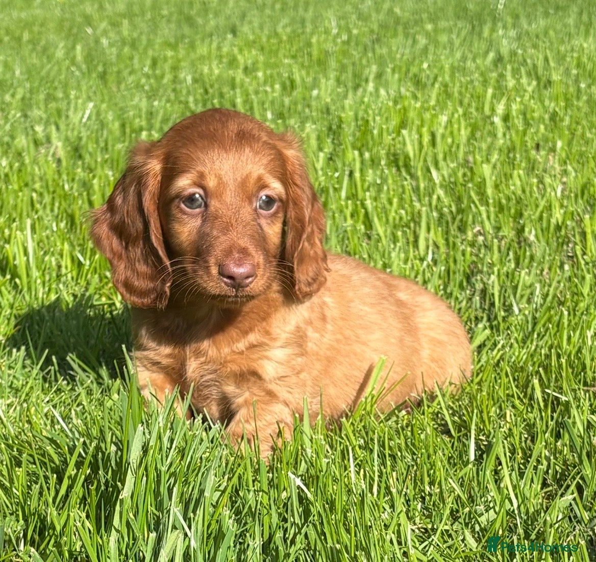 Dachshund dogs Adorable long haired miniature dachshund puppies  - Advert 5