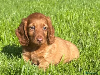 Dachshund dogs Adorable long haired miniature dachshund puppies - Advert 1