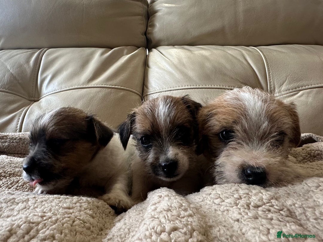 Jack Russell dogs for sale: Jack Russel puppies - Image 2