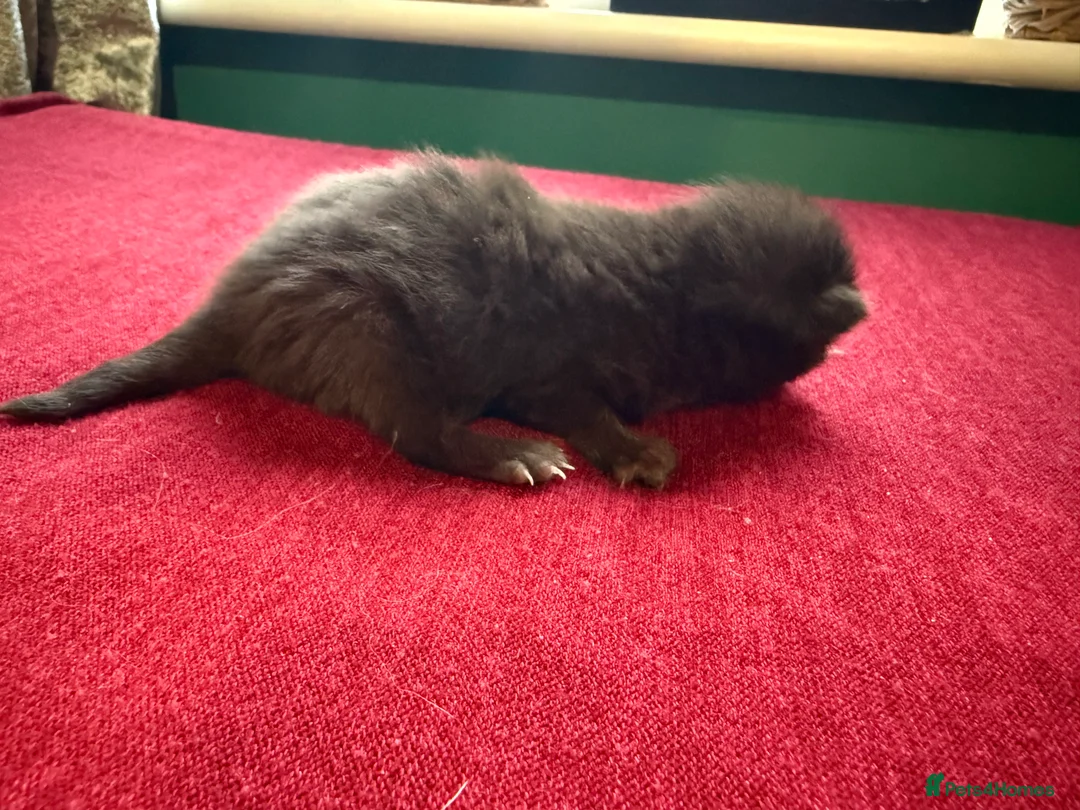 Norwegian Forest Cat cats for sale: 4 super loving fluffy kitties  - Advert 18