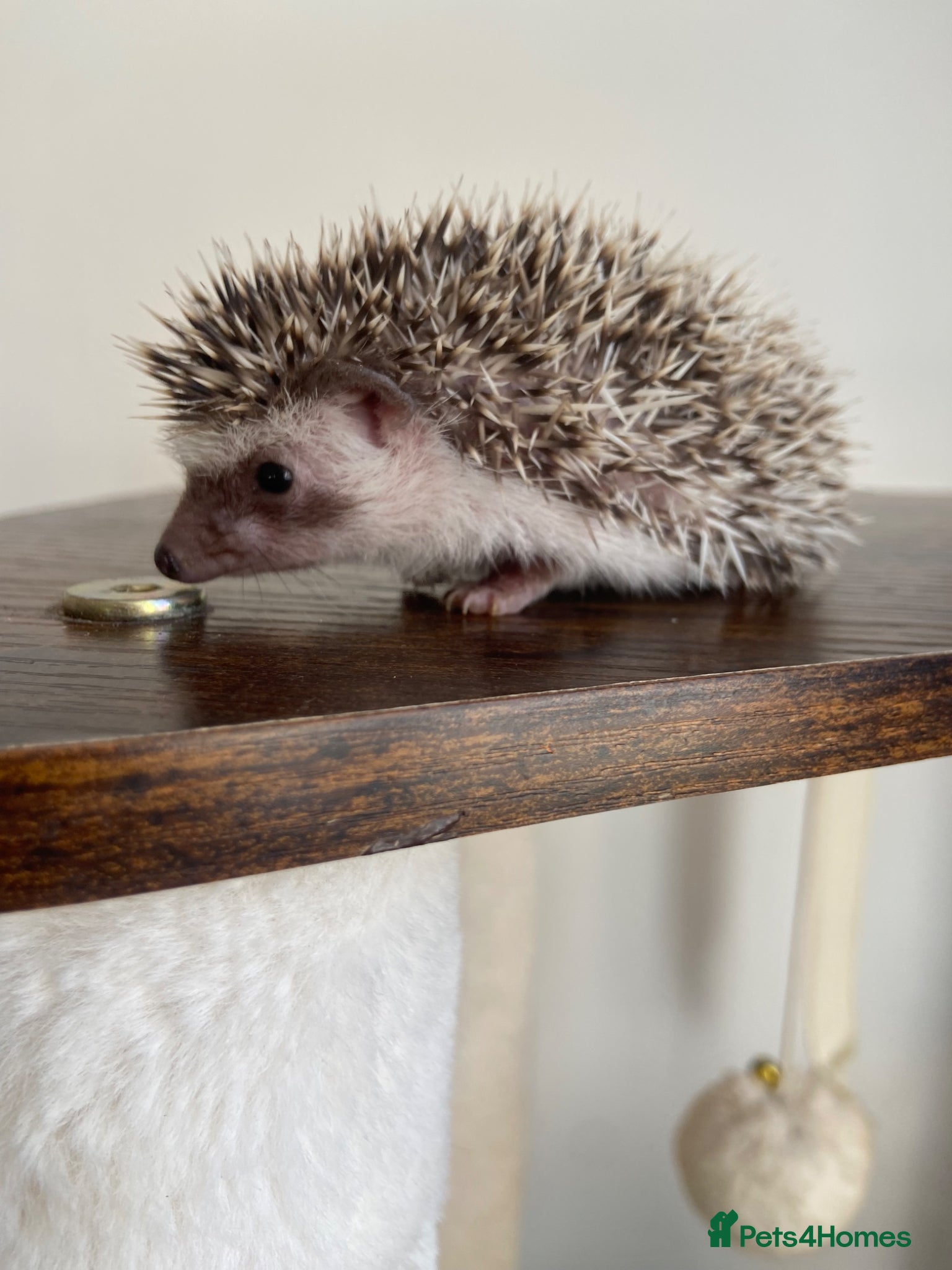 Pygmy Hedgehog rodents Beautiful Pygmy Hedgehogs  - Advert 10