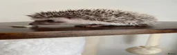 Pygmy Hedgehog rodents for sale: Ready now - Female Pygmy Hedgehog - Advert 3