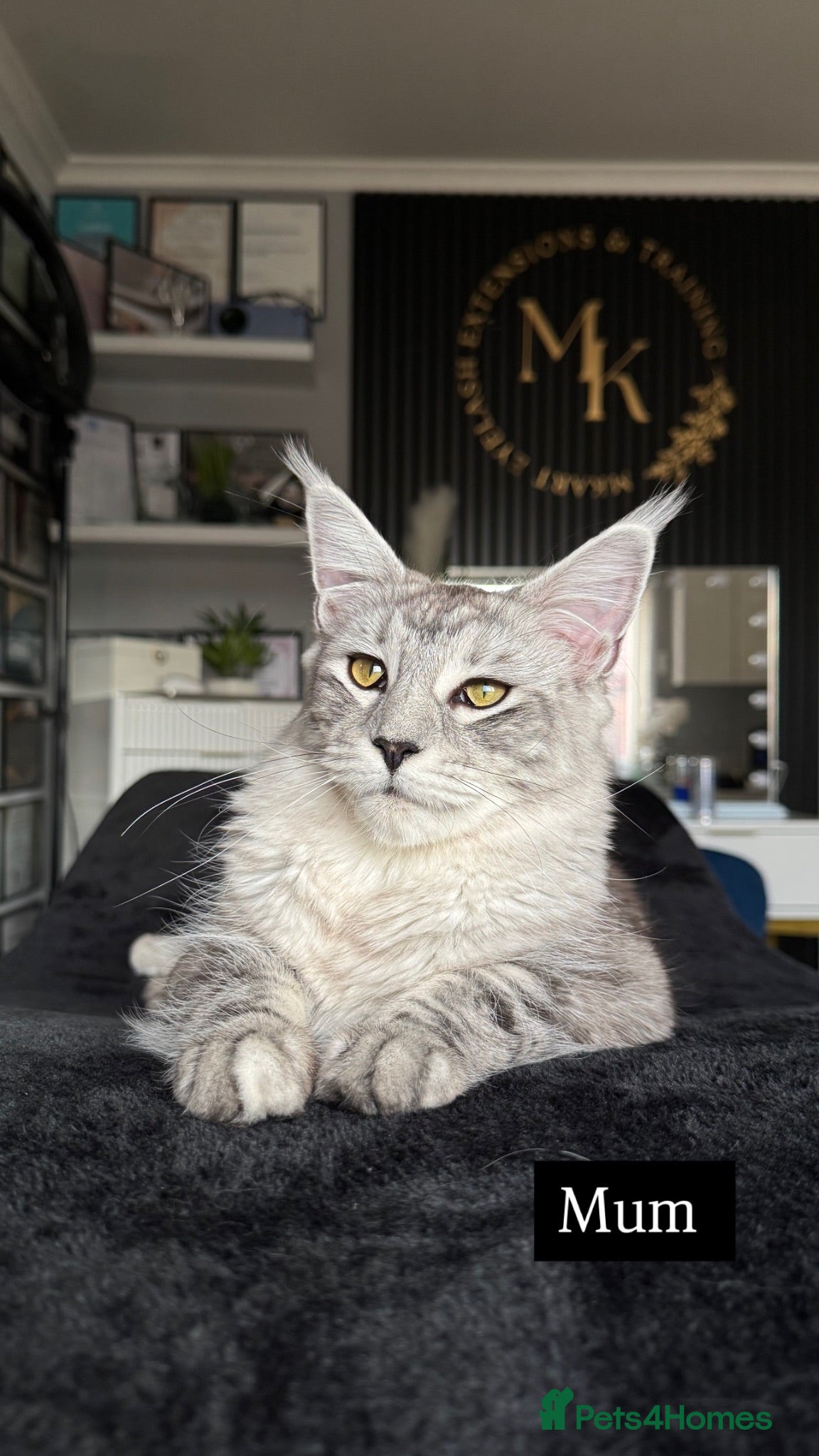 Maine Coon cats Beautiful XL Russian maine coon litter🌷✨ - Advert 1