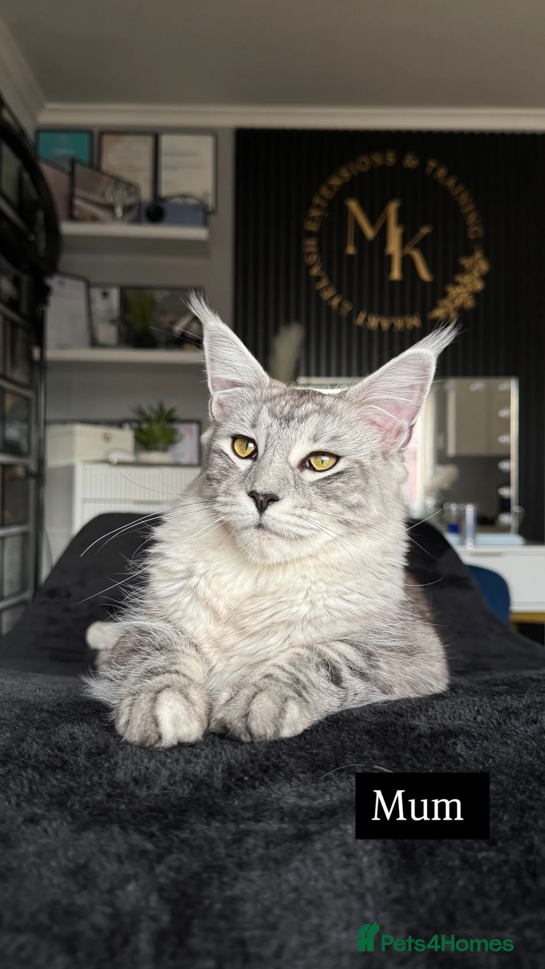 Maine Coon cats for sale: Beautiful XL Russian maine coon litter🌷✨ in Preston - Advert 1
