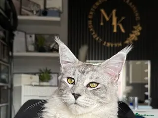 Maine Coon cats Beautiful XL Russian maine coon litter🌷✨ - Advert 13