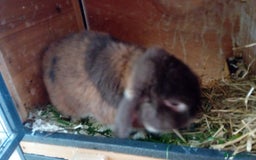 Mini Lop rabbits for sale: Mini lop rabbit - Image 2