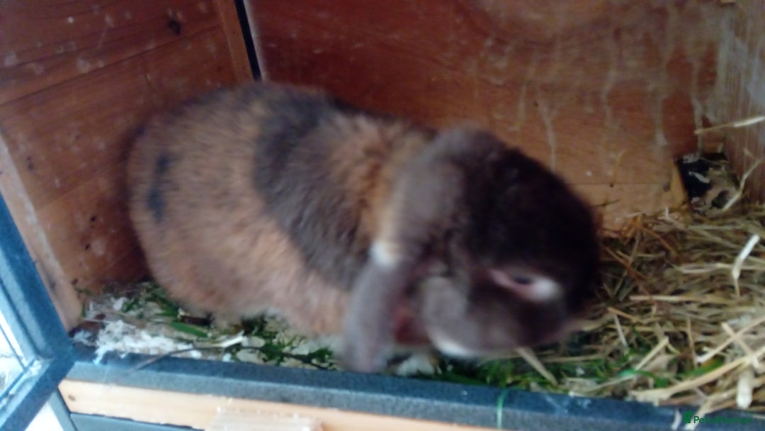Mini Lop rabbits for sale: Mini lop rabbit - Image 2