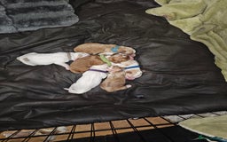 Cockapoo dogs for sale: Litter of 6 beautiful cockapoos - Image 2