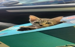 Mixed Breed cats for sale: 3 female kittens for sale - Image 1
