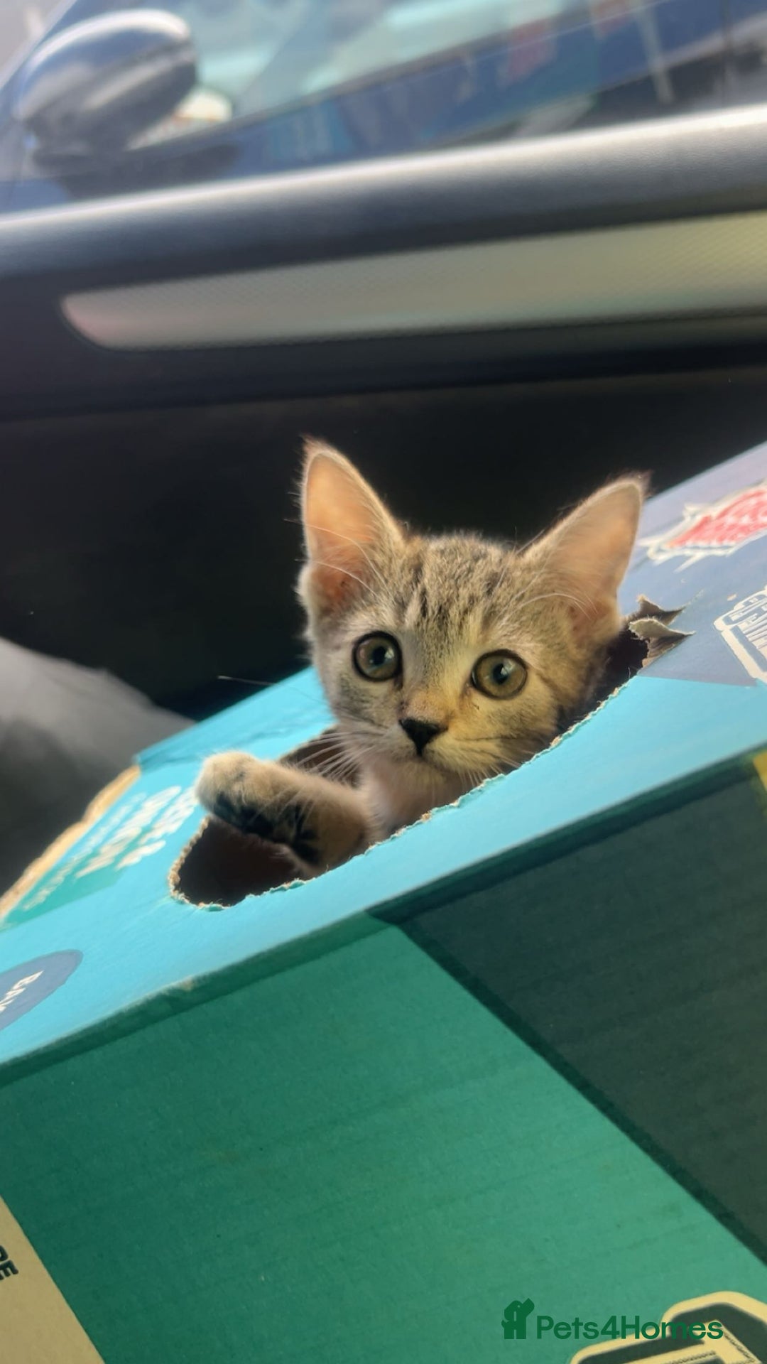 Mixed Breed cats for sale: 3 female kittens for sale - Image 1
