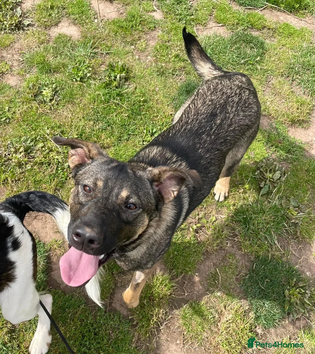 Mixed Breed dogs for adoption: Luna was stood up.... in Kidderminster - Advert 15