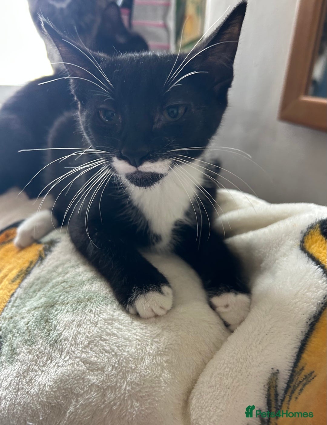 Mixed Breed cats for sale: Kittens - Image 5