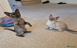 Burmese cats for sale: Gorgeous Pedigree Female Burmese Kittens - Image 2