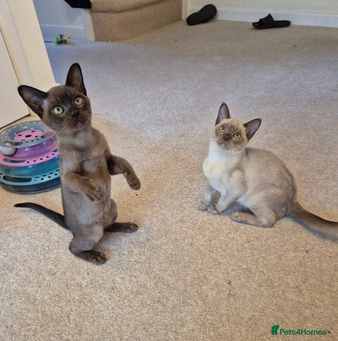Burmese cats for sale: Gorgeous Pedigree Female Burmese Kittens - Image 2