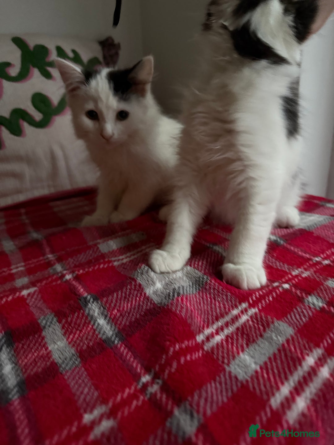 Mixed Breed cats for sale: 2 Adorable Fluffy Kittens  - Image 8