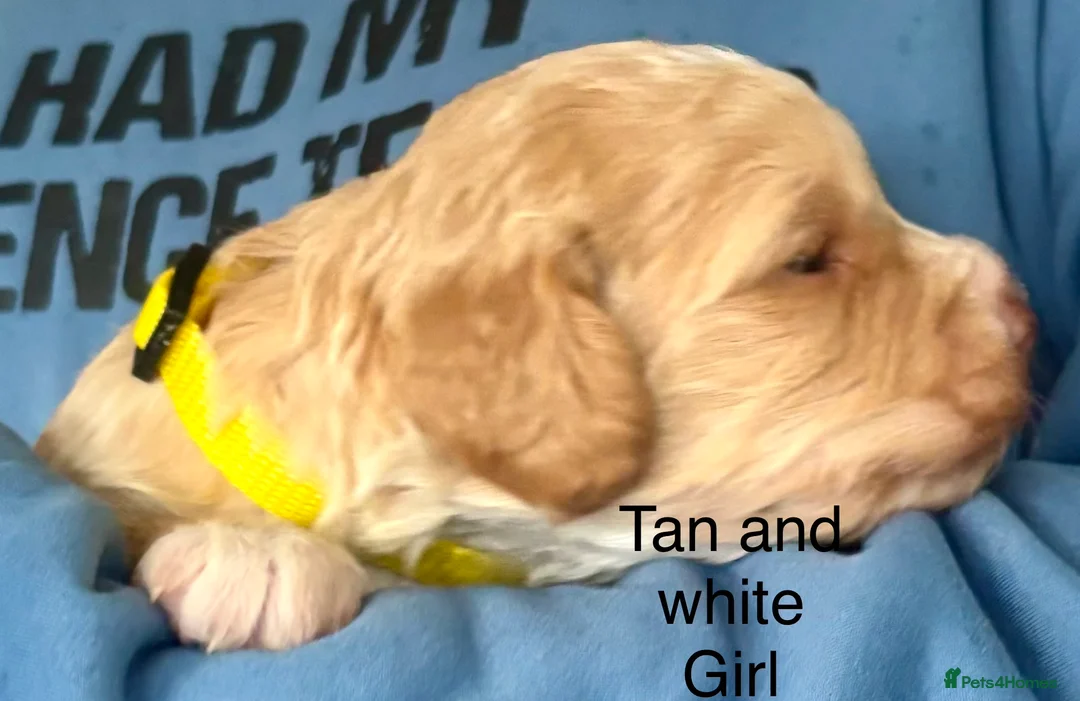 Cockapoo dogs for sale: Cockerpoo puppies  - Advert 4