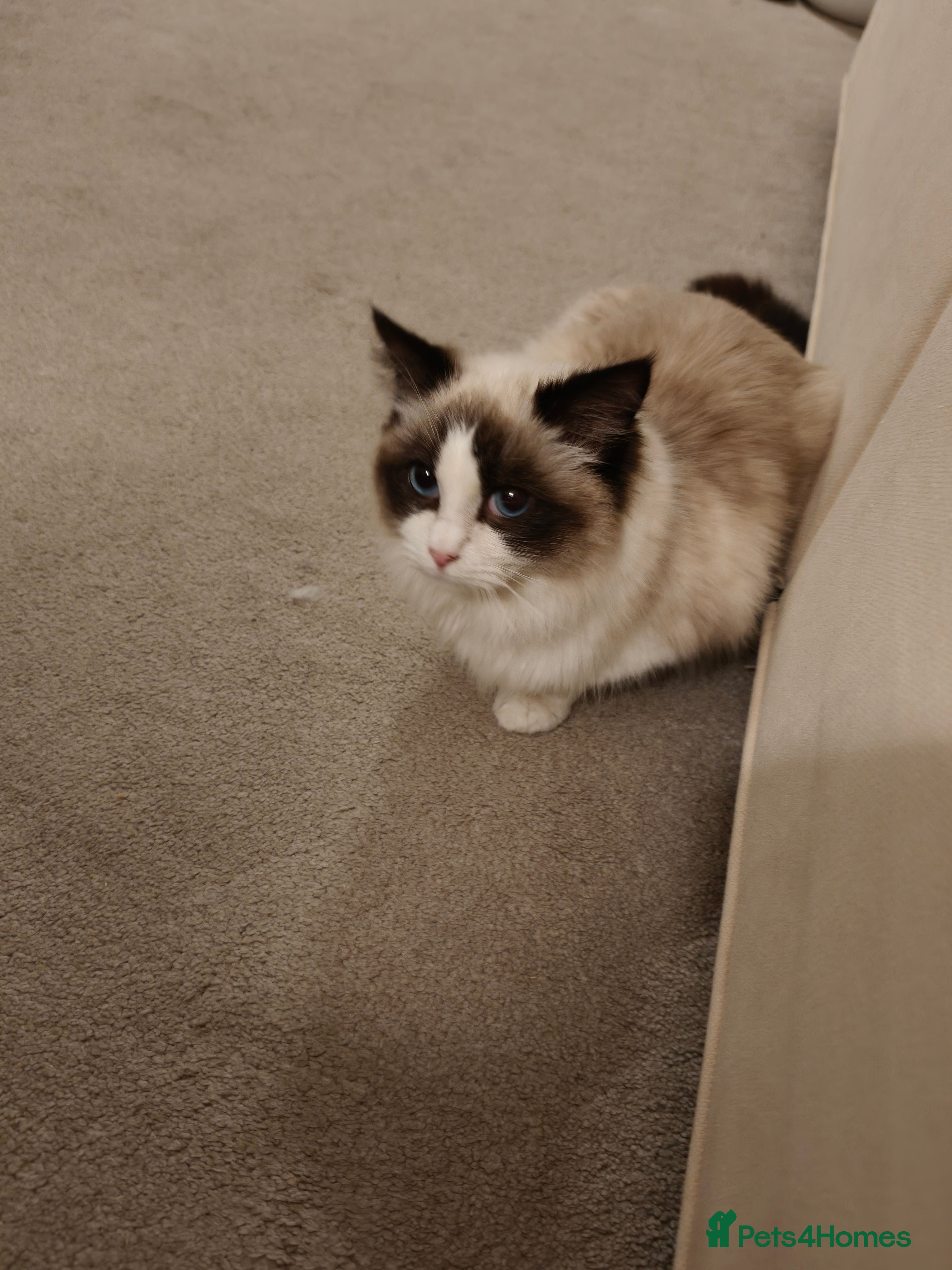 Ragdoll cats Ragdoll female  - Advert 1