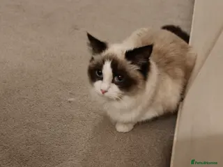 Ragdoll cats Ragdoll female - Advert 1