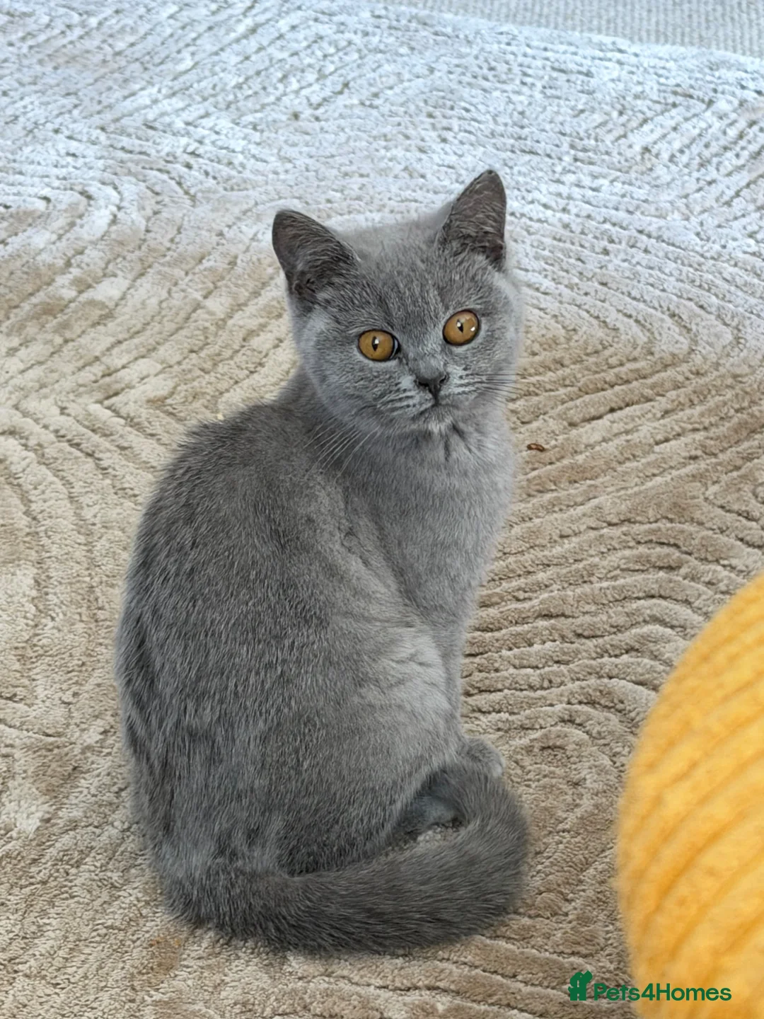 British Shorthair cats for sale: Grey British Shorthair kitten - Advert 2