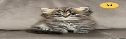 Persian cats for sale: Beautiful fluffy Persian kittens, PKD clear - Advert 13