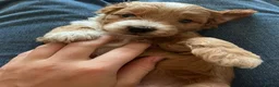 Cockapoo dogs for sale: F2 Cockerpoo  in Whitchurch - Advert 5