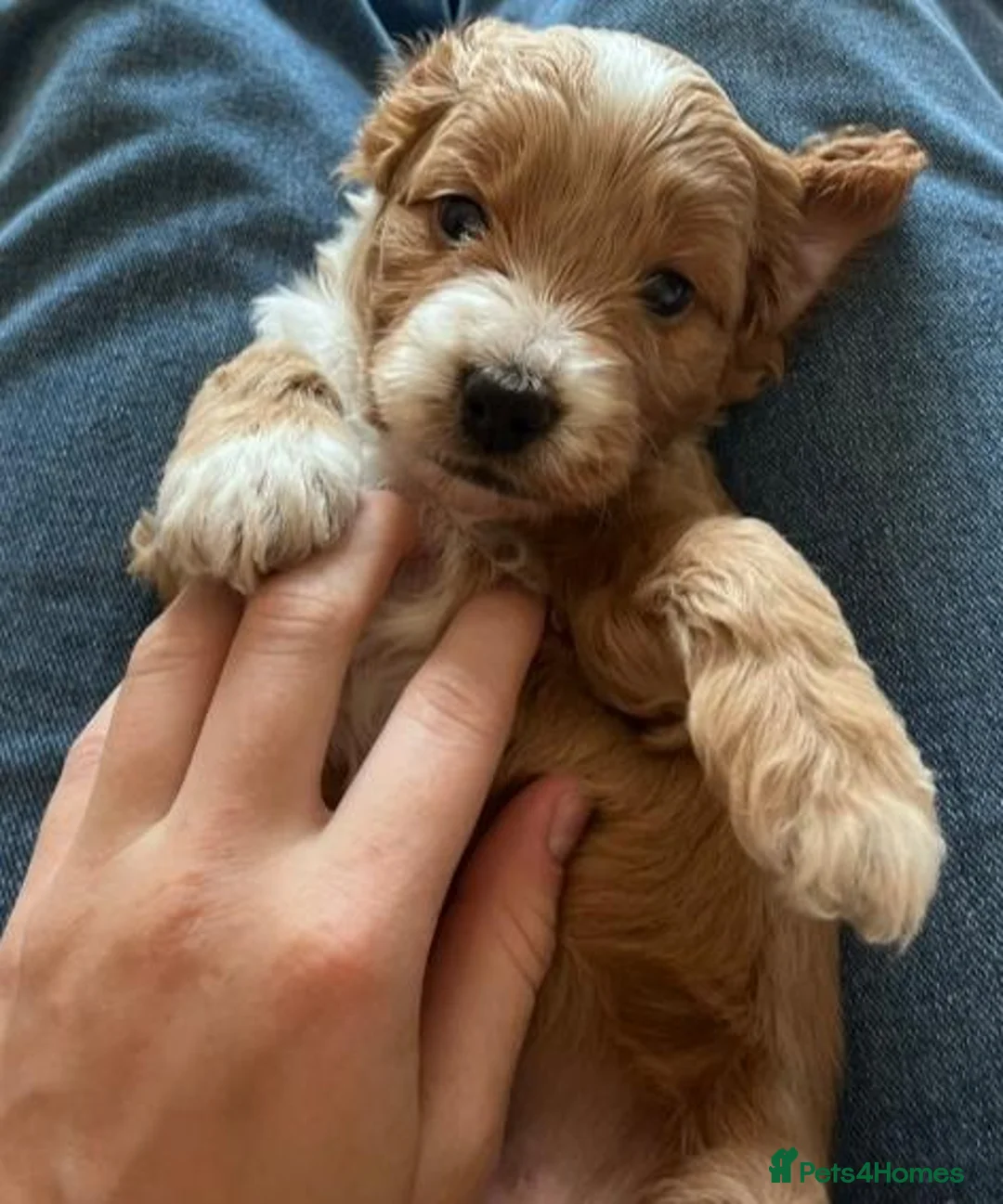 Cockapoo dogs for sale: F2 Cockerpoo  in Whitchurch - Advert 5