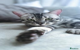 Bengal cats for sale: TICA Registered Silver Bengal Pair - Image 14