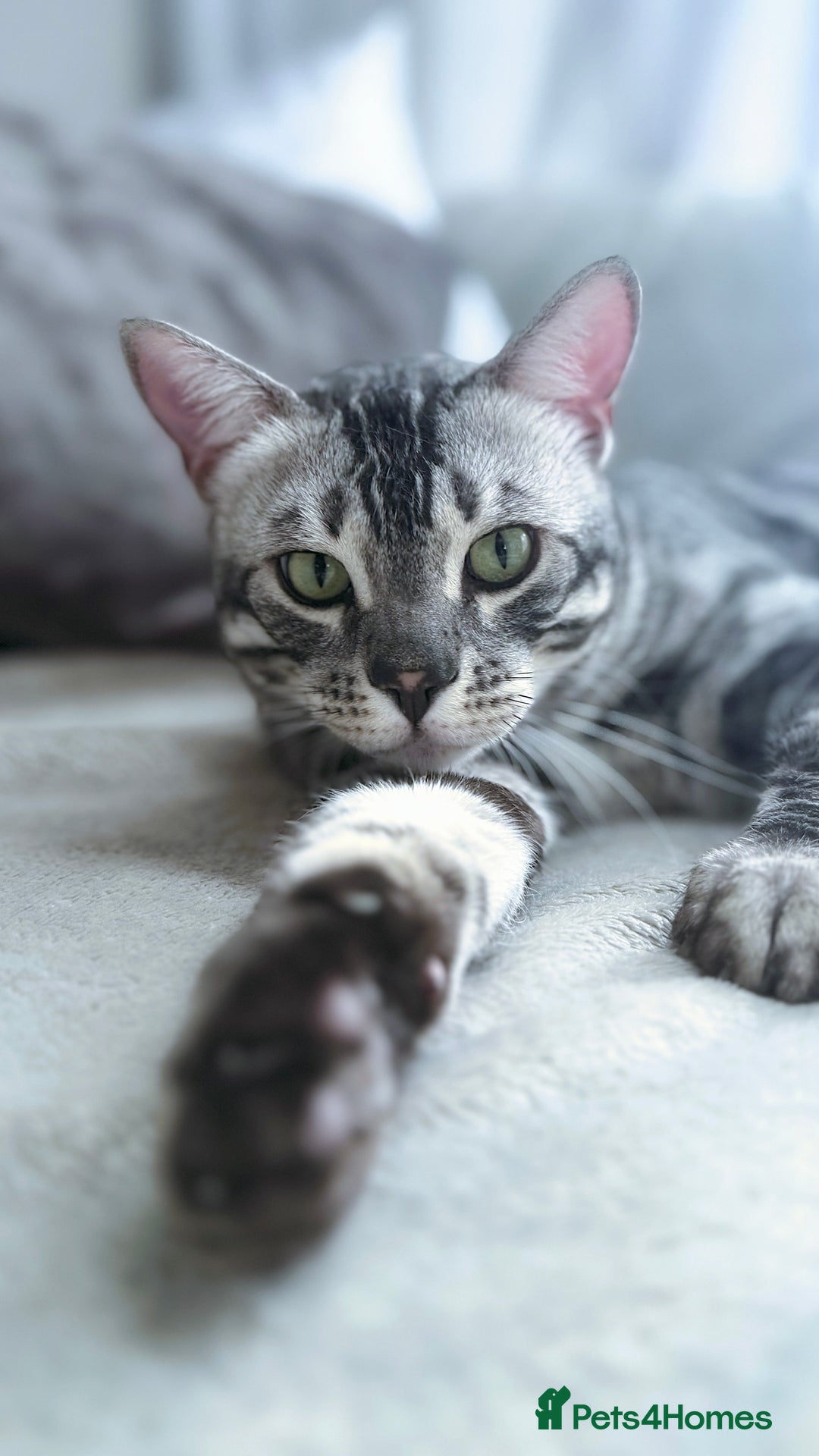 Bengal cats for sale: TICA Registered Silver Bengal Pair - Image 14