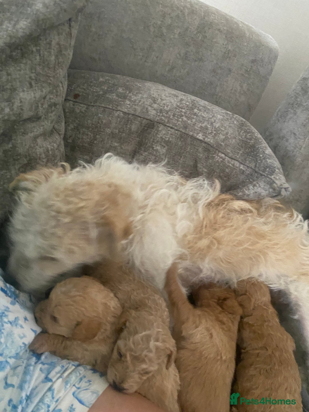 Jackapoo dogs for sale: Cream jackapoos f1b short legged  - Image 5