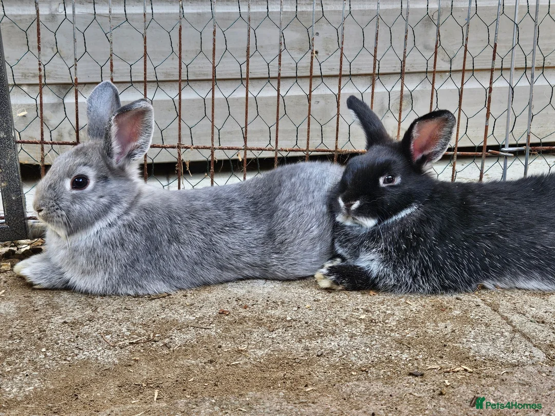 Mixed Breed rabbits for sale: Two boy rabbits  mini lop cross Netherland dwaft  in Cheltenham - Advert 1