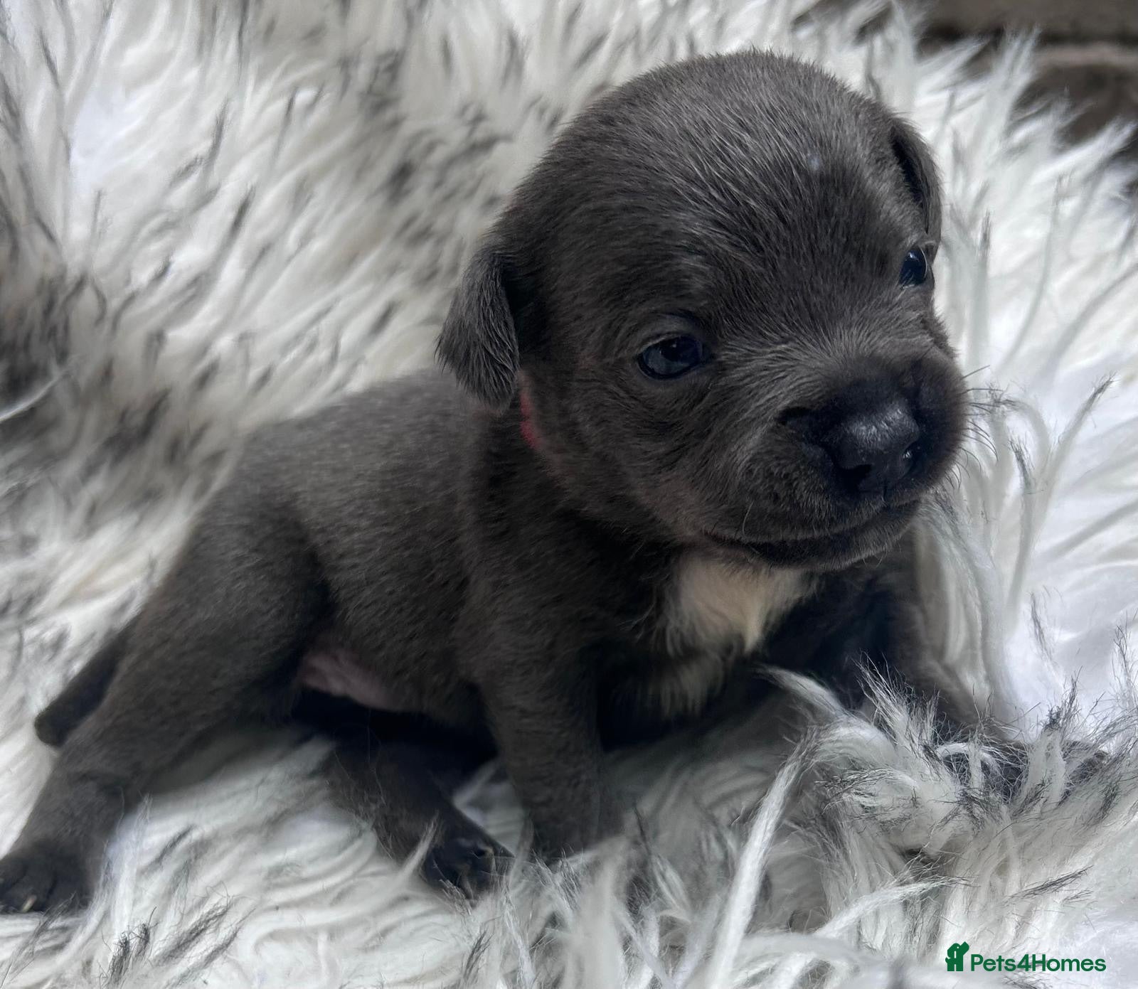 Staffordshire Bull Terrier dogs Beautiful blue Staffordshire bull terrier puppys - Advert 18