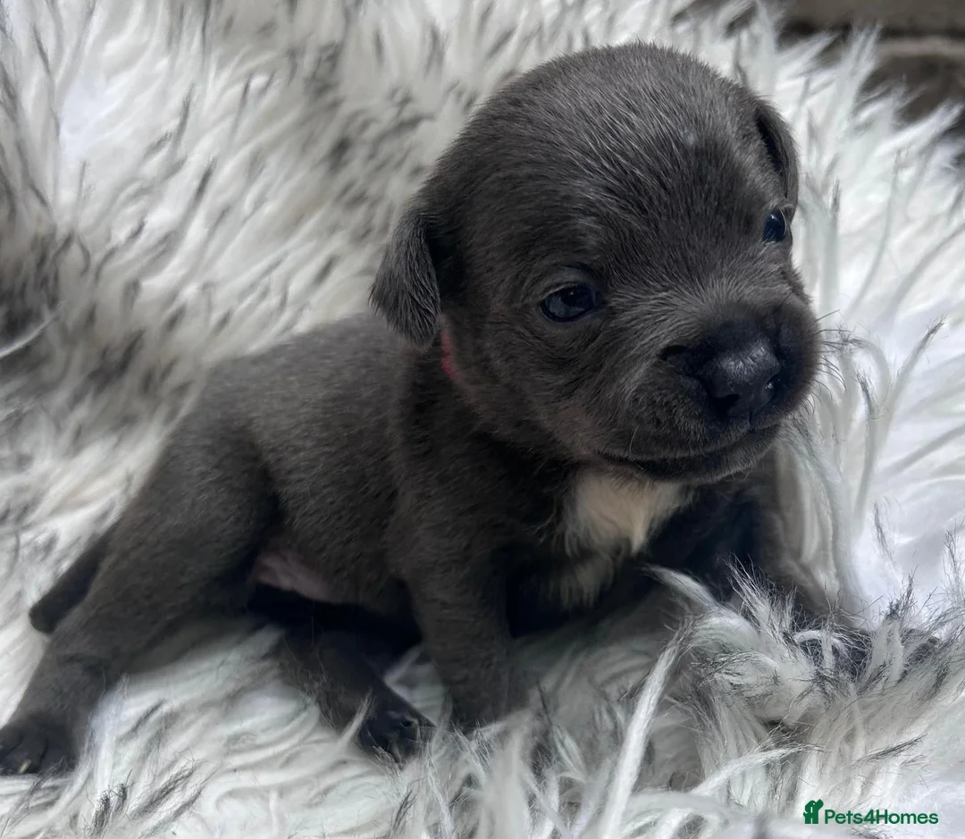 Staffordshire Bull Terrier dogs for sale: Blue staffs last boy reduced 5 star homes only - Advert 2
