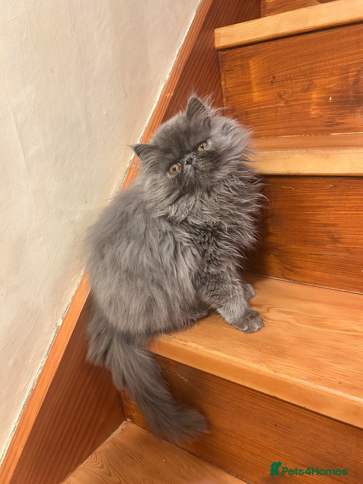 Persian cats Registered Pedigree solid blue Persian Kitten - Advert 1