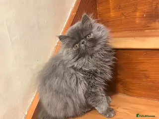 Persian cats Registered Pedigree solid blue Persian Kitten - Advert 4
