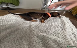 Dachshund dogs for sale: 8 dachshund puppies  - Image 9