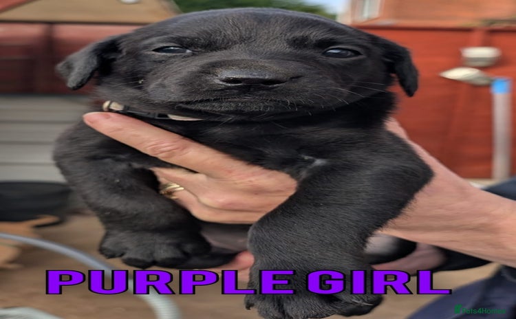 Labrador Retriever dogs - Advert 16